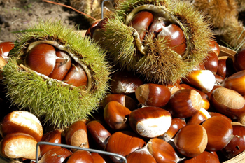 Chestnut Seeds